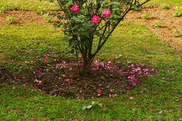 Rose tree with rose and falling rose petals in the ground 
