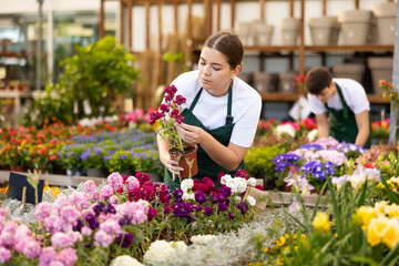Fototapeta premium Young woman sales assistant in flower shop gets acquainted with assortment and carefully examines Levkoy plant