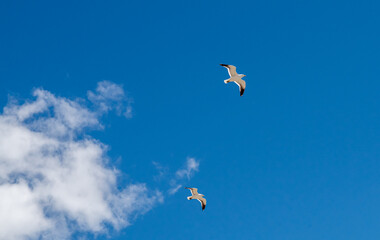 Low angle view of a flock of seagulls in flight