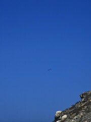 seagull in the sky