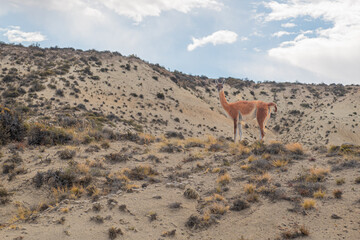 Guanaco (Lama guanicoe), Patagonia Argentina