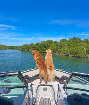 Boat Dogs Golden Retriever
