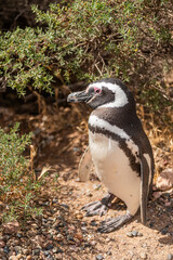 Magellanic penguins at the beach of Punta Tombo, Argentina