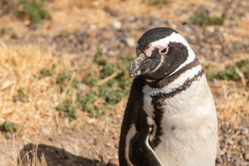 Magellanic penguins at the beach of Punta Tombo, Argentina
