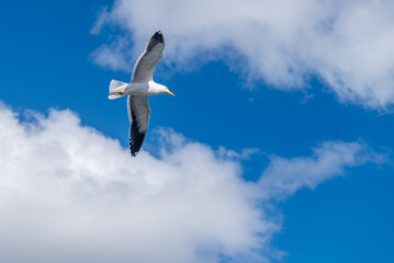 Low angle view of a flock of seagulls in flight