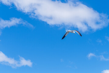 Low angle view of a flock of seagulls in flight