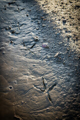 wader footprints in the silt