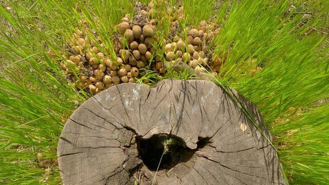 Top view of mushrooms growing on stumps among green grass