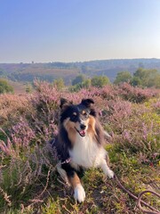 A beautiful tricolor Sheltie dog lying in a blooming heather field on a sunny day. Perfect for...
