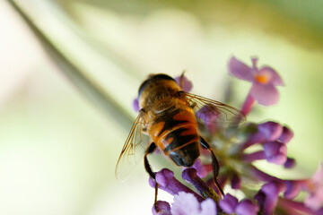 Close-up view of a honeybee collecting nectar from vibrant purple flowers in a garden during a sunny day