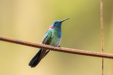 Hummingbird