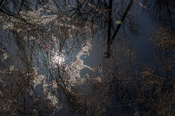 Reflection of a winter forest in calm water. Tree branches covered in hoarfrost create a complex...