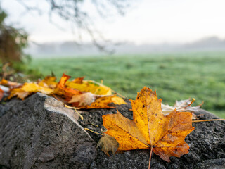 Yellow fallen leaf on a stone fence and green field in a fog in the background. Relaxing fall and autumn nature scene. Selective focus. Nobody. Relaxed and calm mood.