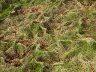 A field of grass with a lot of weeds and dead grass. The field is not well-maintained and he is overgrown and has random shapes created by nature.