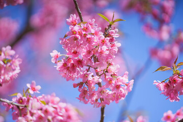 Beautiful Sakura or Cherry Blossom flowers bloom on the high mountain. The famous place of travel attraction destination at Chiang Mai, Thailand. Doi Inthanon National Park, Doi Ang Khang,