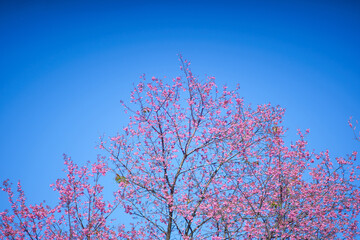 Beautiful Sakura or Cherry Blossom flowers bloom on the high mountain. The famous place of travel attraction destination at Chiang Mai, Thailand. Doi Inthanon National Park, Doi Ang Khang,