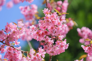 Beautiful Sakura or Cherry Blossom flowers bloom on the high mountain. The famous place of travel attraction destination at Chiang Mai, Thailand. Doi Inthanon National Park, Doi Ang Khang,