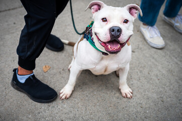 happy pit bull on leash with feet nearby