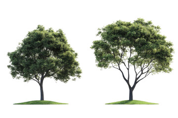 Two Trees Stand on Grass Patches with Lush Green Leaves, Branches, and Trunks. Green Foliage on Black Background.