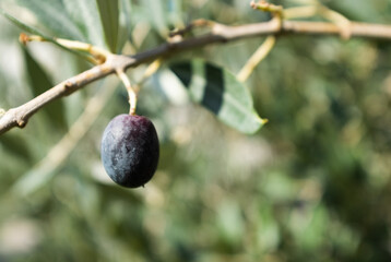 Close-Up of Ripe Olive on Tree Branch – Olive Tree Leaves and Fruit in Natural Sunlight for Organic Agriculture and Mediterranean Themes. High quality photography