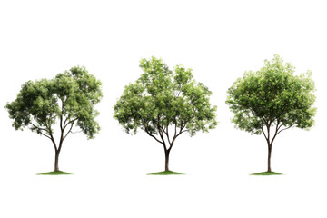 Obraz premium Three Trees Stand on Grass Patches with Lush Green Foliage, Isolated on Black Background, Growth and Tranquility Theme.