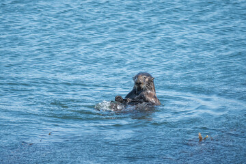 Fototapeta premium otter looking up out of ocean