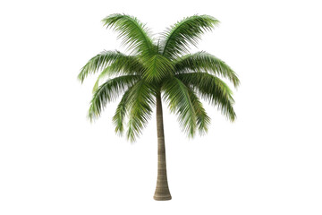 Palm Tree Stands Tall Against Black Background with Tropical Vibe