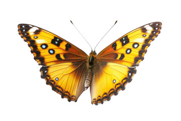 Obraz premium Butterfly with Orange Wings and Black Spots Shows Beauty with Graceful Flight, Insect Kingdom Theme.
