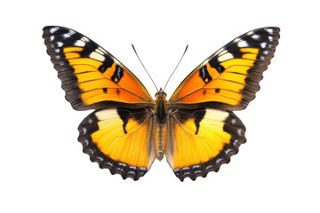 Butterfly Shows Its Orange and Black Wings Gracefully with Delicate Patterns Entomology Theme
