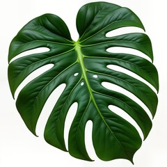 Green monstera leaf cutout isolated on white background. Tropical plant element for design. Perfect for home decor nature themed projects. Designers, decor lovers find visual appealing, useful. Cut