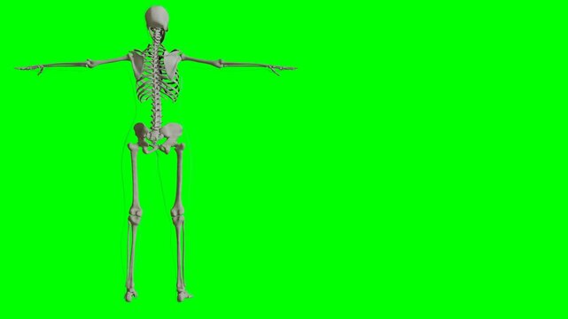 Diagram of the Human Skeletal System full 3D rotation 4K green background