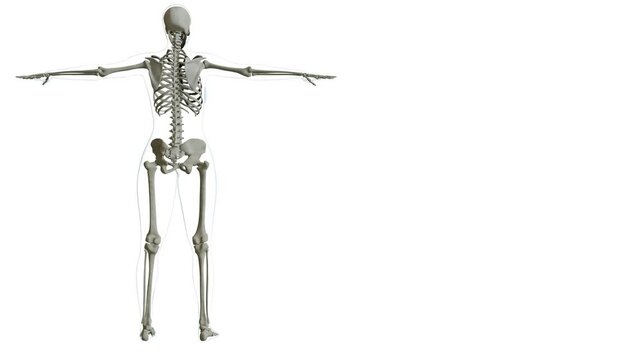 Diagram of the Human Skeletal System full 3D rotation 4K white backgroun