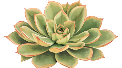 Fototapeta premium Elegant botanical artwork featuring a lush rosette-shaped succulent design