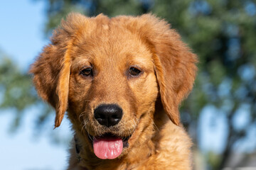 Obraz premium Happy Trouble Making Golden Retriever Puppy Sitting with Tongue Out
