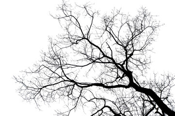 branches on a transparent background
