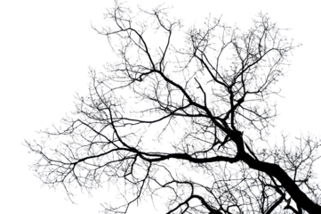branches on a transparent background