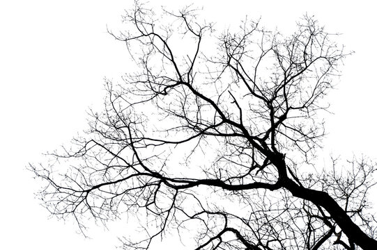 branches on a transparent background - Powered by Adobe