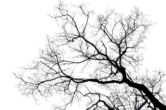 branches on a transparent background