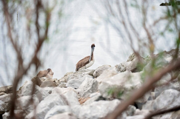 Pelicans on a rocky shoreline, framed by branches at Mobile Bay