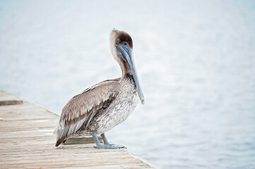 A brown pelican perches on a wooden dock overlooking Mobile Bay
