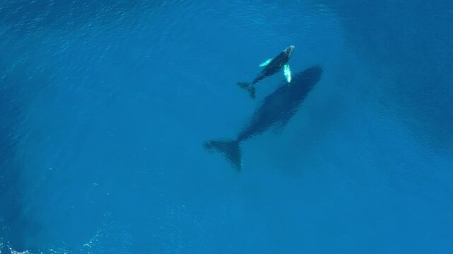 Mother and calf of humpback whales are swimming close to the surface. Whale calf is playing next to the mother. Pair of whales from above.