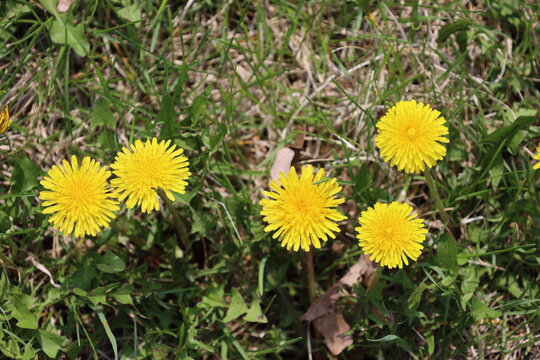 close-up macro five bright yellow dandelion blossoms with green leaves and dry grass in spring