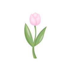 Vector pink tulip. Cute Valentine's Day element decor. Stock isolated clipart on a white background. Hand-drawn. For holiday cards, stickers.
