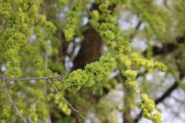 close-up macro fresh bright green leaves bursting forth along a narrow branch in spring sunshine