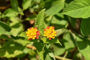 Lantana obanderita española es un género de la familia Verbenaceae con más de 100 especies, en su mayoría americanas. Comprende 314 especies descritas y de estas, solo 131 aceptadas.