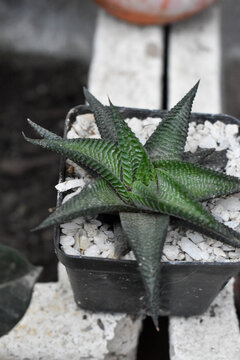 Cactaceae, las cact&aacute;ceas, conocidas como cactus o cactos, es una familia de plantas originarias de Am&eacute;rica. Sin embargo, hay una excepci&oacute;n, Rhipsalis baccifera, que est&aacute; extendida en &Aacute;frica tropical, 