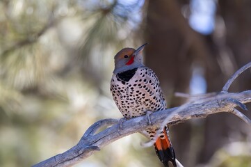 bird in a tree