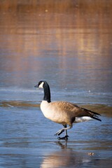 goose on the water