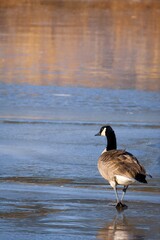 goose on a winter day