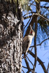 northern flicker looking up 